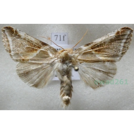 Habrosyne pyritoides (Hufnagel, 1766) Pluszówka agatka Czech71f
